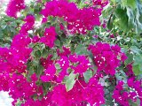 Bougainvillers